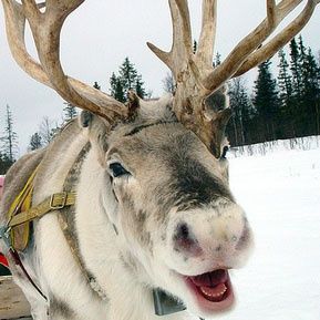 Mark Hardy, reindeer and Christmas trees