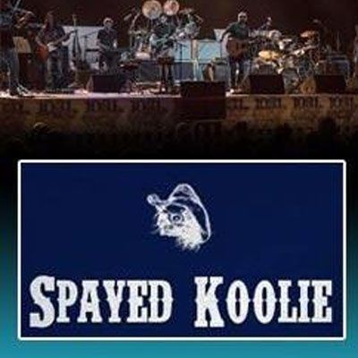 Spayed Koolie Interview