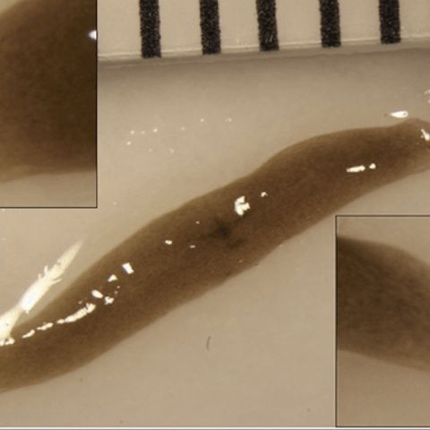 348E-371-2 Headed Space Worm