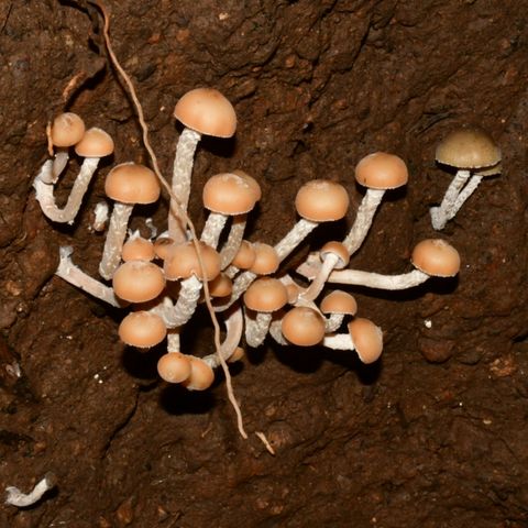 Genome Sequencing Magic Mushrooms, Democratizing Science, Oaxaca Cloud Forests