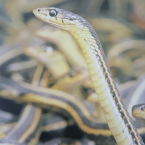 Snakes Alive: Python