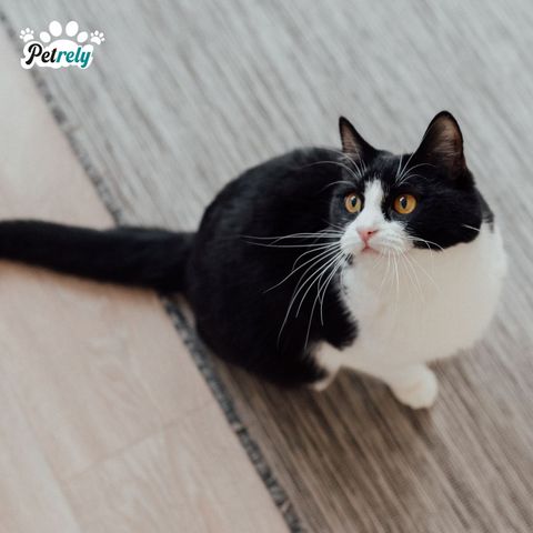 Types of Tuxedo Cat Personality Traits