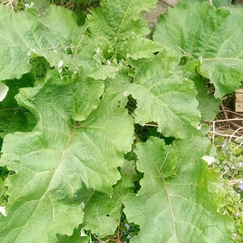 Weed growing plants
