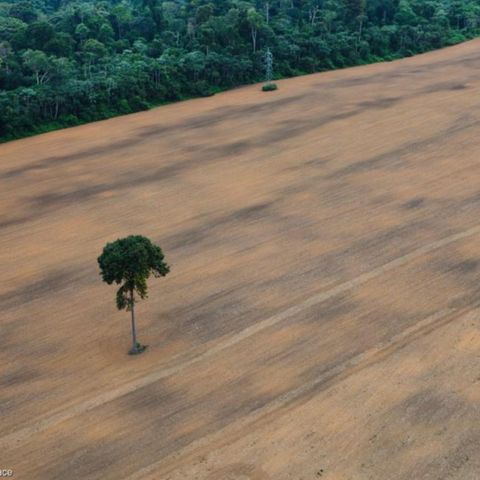 Soia per biocarburanti, il nuovo amico della deforestazione
