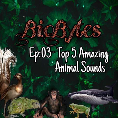 Top 5 Amazing Animal sounds !