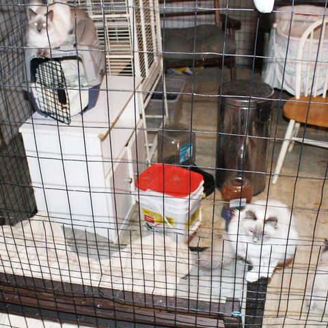 61 Cats And Dogs Recovered From Auburn Home