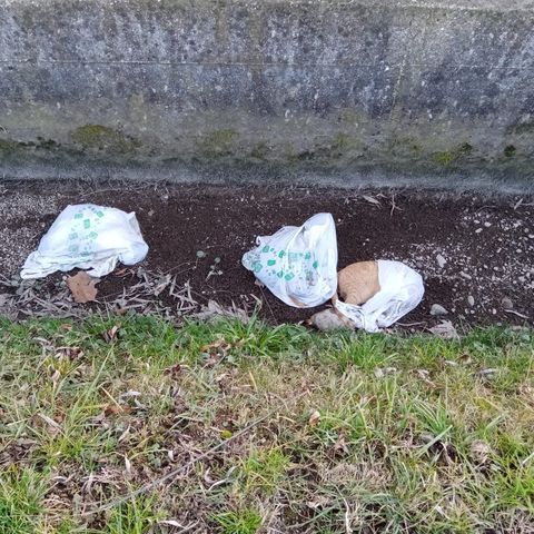 Tre gatti morti lasciati in sacchetti di plastica a bordo strada. La denuncia di Enpa