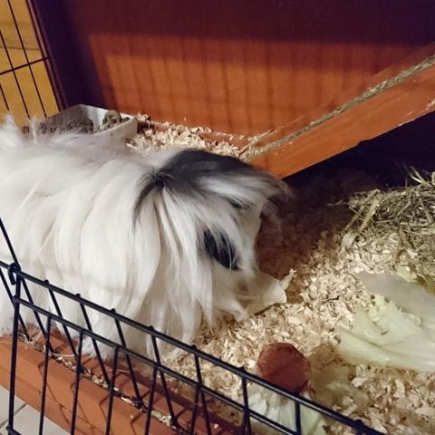 Guinea Pig and Lettuce