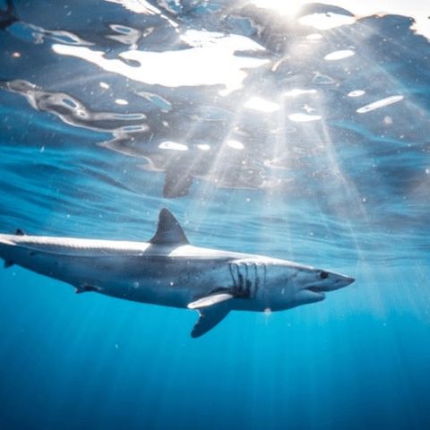 la extinguicion del tiburon mako