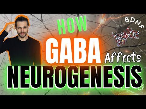 How GABA Affects Neurogenesis