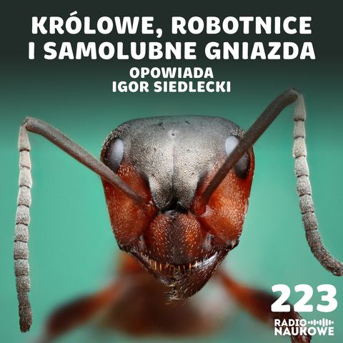 #223 Mrówki - biochemiczne roboty (?) tworzące superorganizmy (?) | Igor Siedlecki