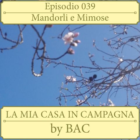 Mandorli e Mimose - Episodio 039