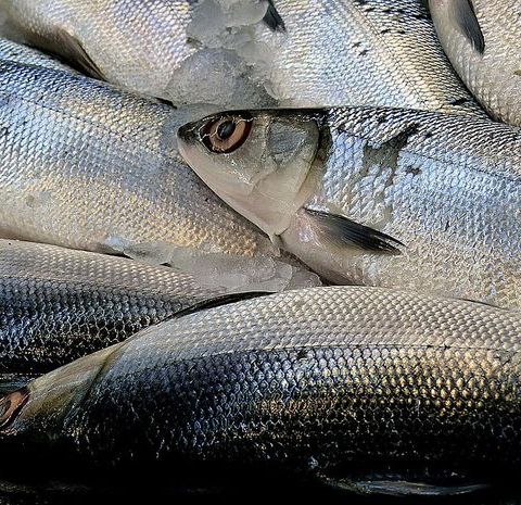 Mudah Diserap Tubuh, Benarkah Protein 'Susu Ikan' Bisa Cegah Stunting?