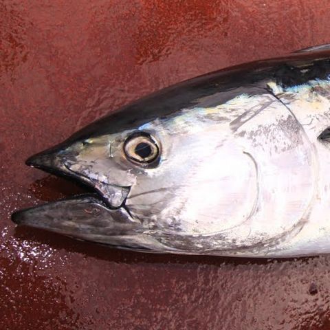 Captain Al Lorenzetti's Fishing Podcast Wicked Tuna and the Giant Bluefin Tuna Fishery