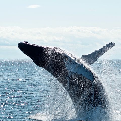 "La Svolta", stop alla caccia di balene in Islanda dal 2024