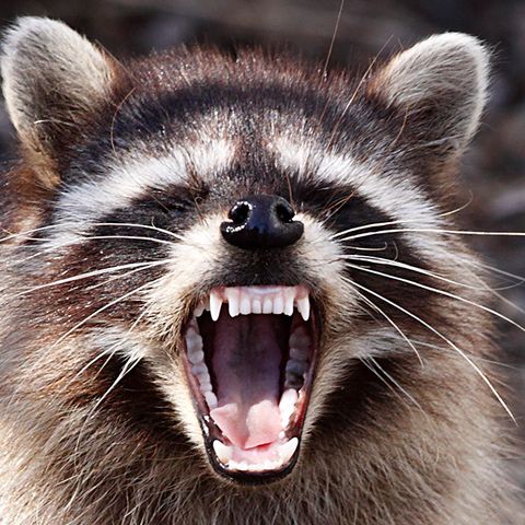 Raccoon Blamed For Loud Noises At Saugus Trash-To-Energy Plant