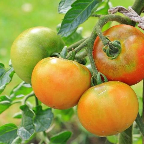 Flowering Tomato