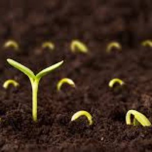Grow Your Garden