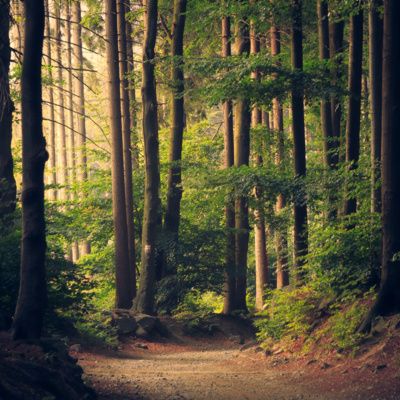 Forest Ambience 3 Hours