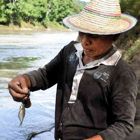 Los Emberá y el río Sinú están siendo envenenados