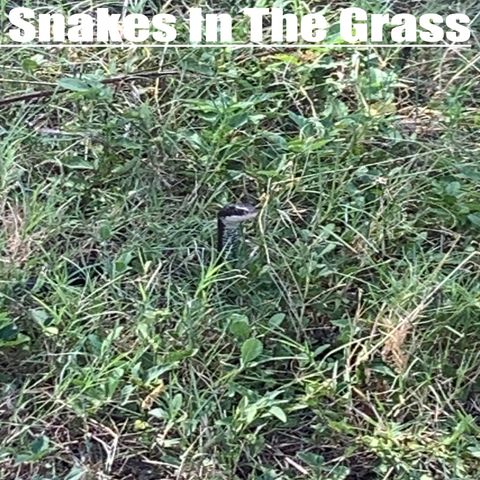 124. Snakes In The Grass