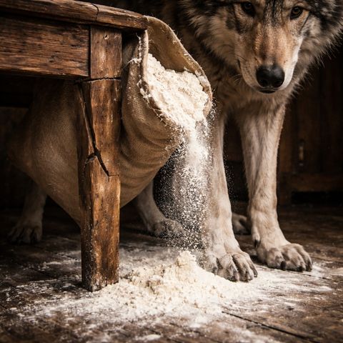 Flour spills across wolf paws