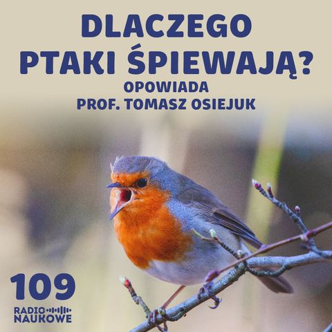 #109 Komunikacja ptaków – groźby, kłamstwa i zaloty w ptasim świecie | prof. Tomasz Osiejuk