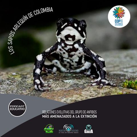 NUESTRO OXÍGENO Relaciones evolutivas del grupo de anfibios más amenazados a la extinción - Blgo. David Andrés Velásquez