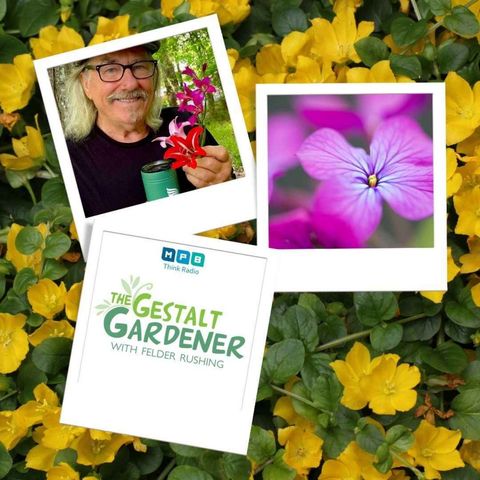 The Gestalt Gardener | Big Stepper