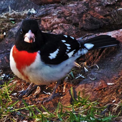 Cardinal à poitrine rose