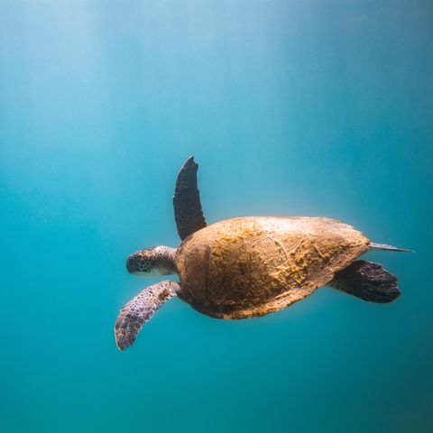 61 - Che differenza c'è tra una tartaruga marina e una di terra? - Zoologia