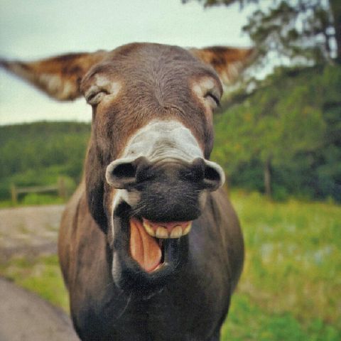 THE LORD WILL BLESS THE LAUGHING DONKEY!