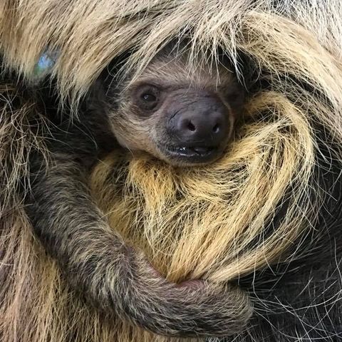 Meet Stone Zoo's New Baby Sloth