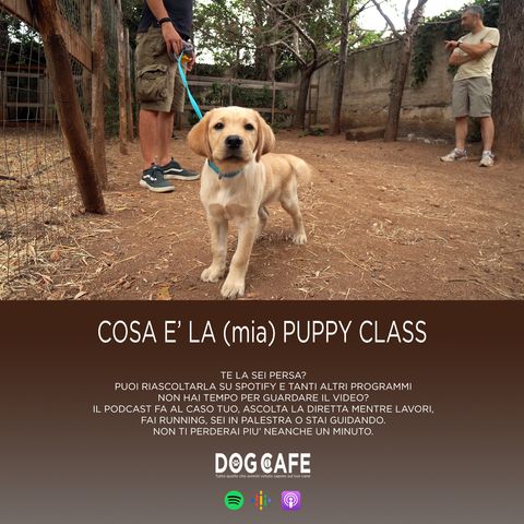 #038 - Cosa è la (mia) puppy class