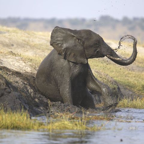 Elefanternes Afrika - på safari i Kenya