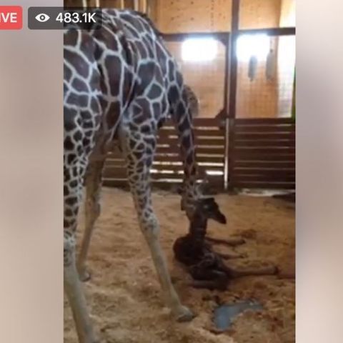 April The Giraffe Finally Gives Birth