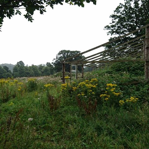 Invasive plants # Boo5 min