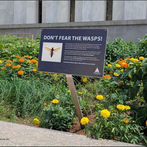 Why Pollinators Matter More Than You Think