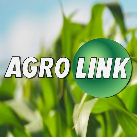 Agrolink News - Destaques do dia 29 de dezembro