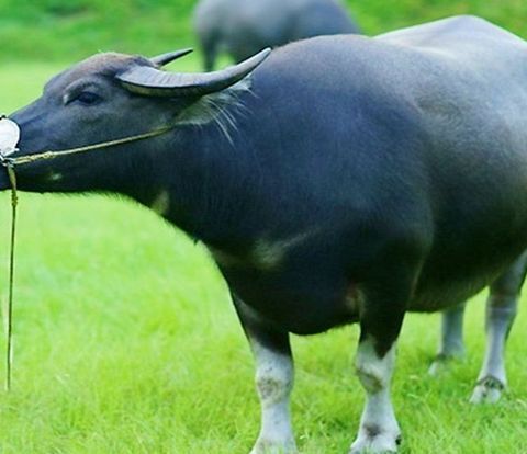 Mơ Thấy Trâu Đen - Giải Mã Điềm Báo Từ Giấc Mơ Của Bạn