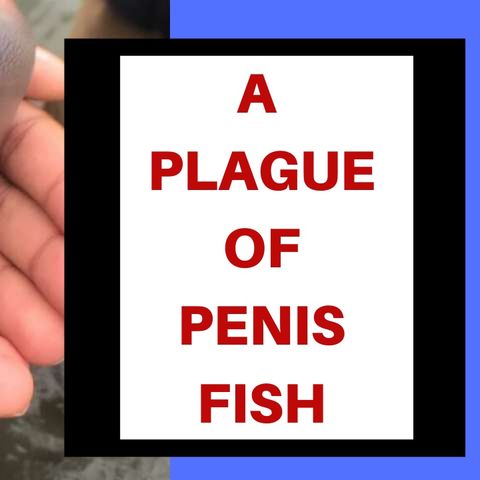 A PLAGUE OF PENIS FISH WASH ASHORE