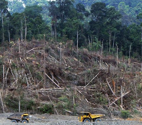 Deforestazione 4 società su 10 non hanno preso alcun impegno