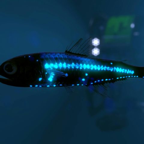 Glow for it! How do creatures make light?