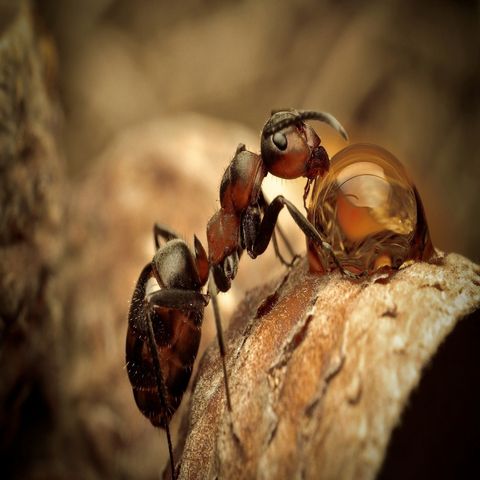 Episodio #23: Animales Fascinantes - Las Hormigas