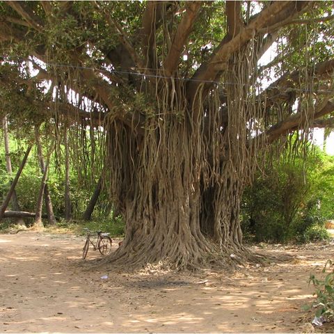 The Banyan Tree