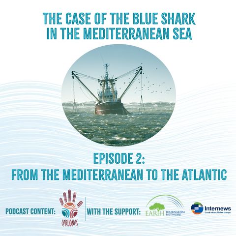 The case of the Blue Shark in the Mediterranean Sea. Episode 2: From the Mediterranean to the Atlantic