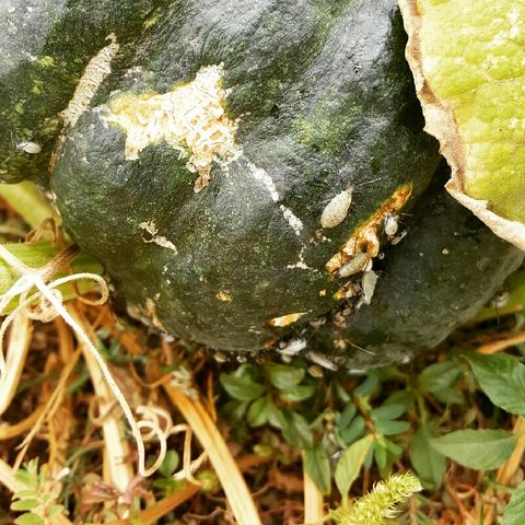 Squash Bug Control