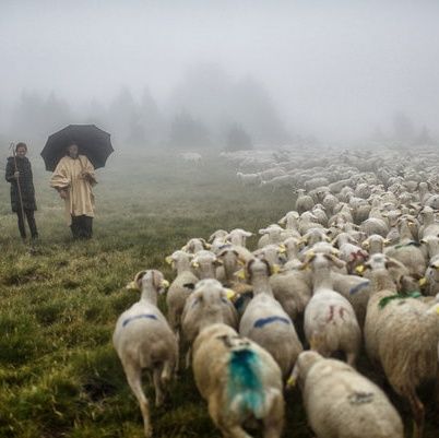 True Shepherds