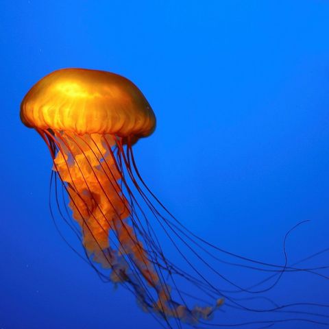 The Weekly Inspiration - The Orange Blossom Jellyfish