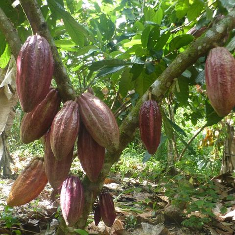La moniliasis del cacao